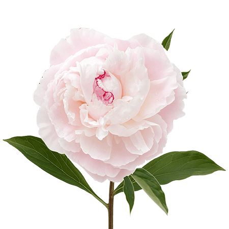 40 Stems of Light Pink Peonies