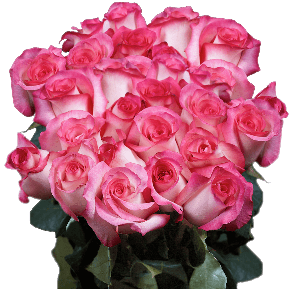 Fresh Pink and White Roses