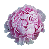 (OC) Sarah Bernhardt Peonies 50 Stems For Delivery to Adrian, Michigan