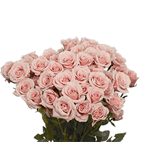 (HB) Spray Rose Sht Pink 20 Bunches For Delivery to Akron, Ohio