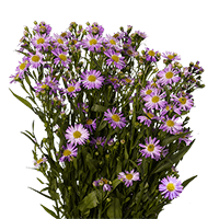 (HB) Aster Purple 22 Bunches For Delivery to Midland, Michigan