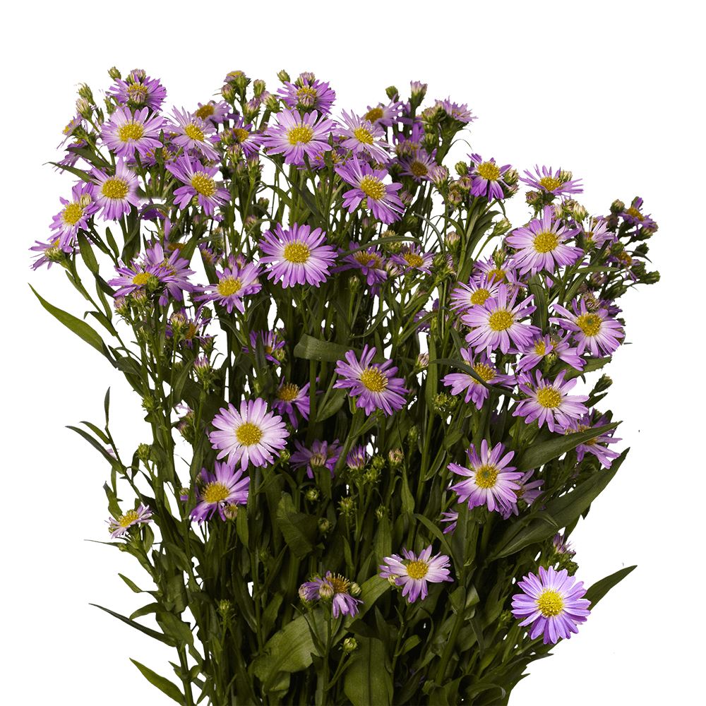 Fresh Purple Aster Flowers