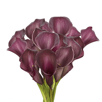(QB) Mini-Callas Purple 12 Bunches For Delivery to Washington