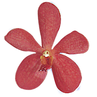Orchids Red Chrystal 40 (OC) For Delivery to Grand_Blanc, Michigan