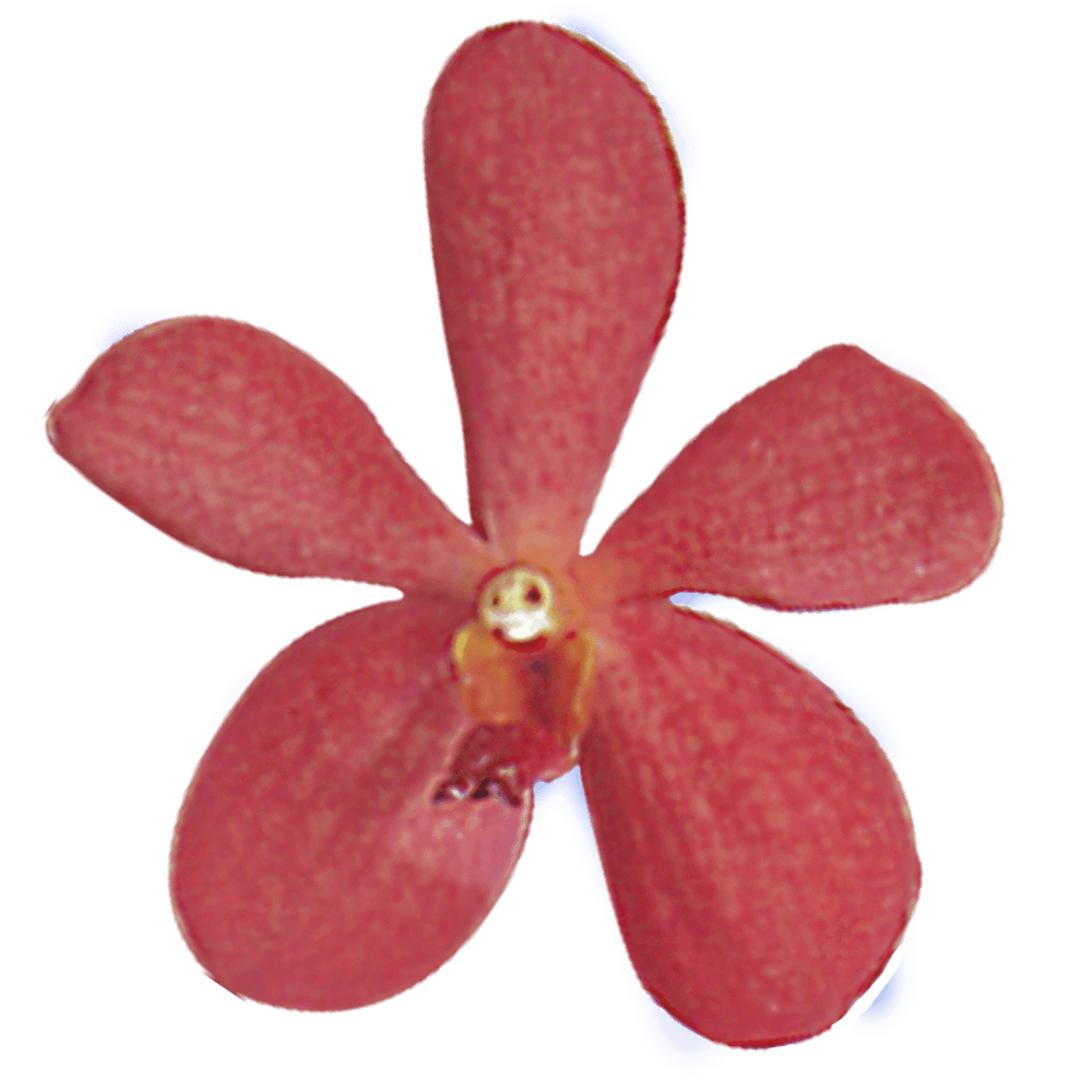 Fresh Red Crystal Mokara Orchids  Discount Prices