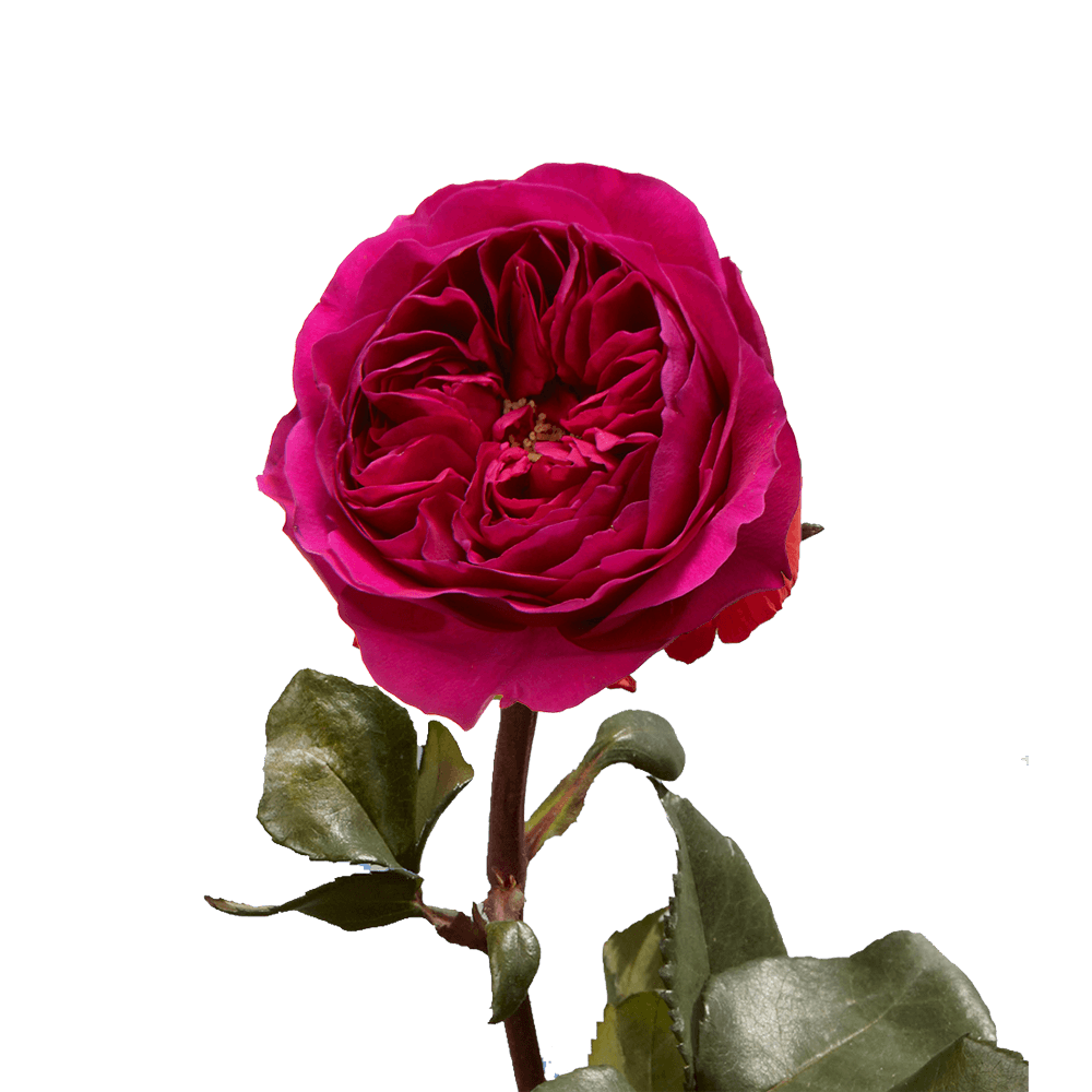 (OC) Garden Rose Darcey Qty For Delivery to Shakopee, Minnesota