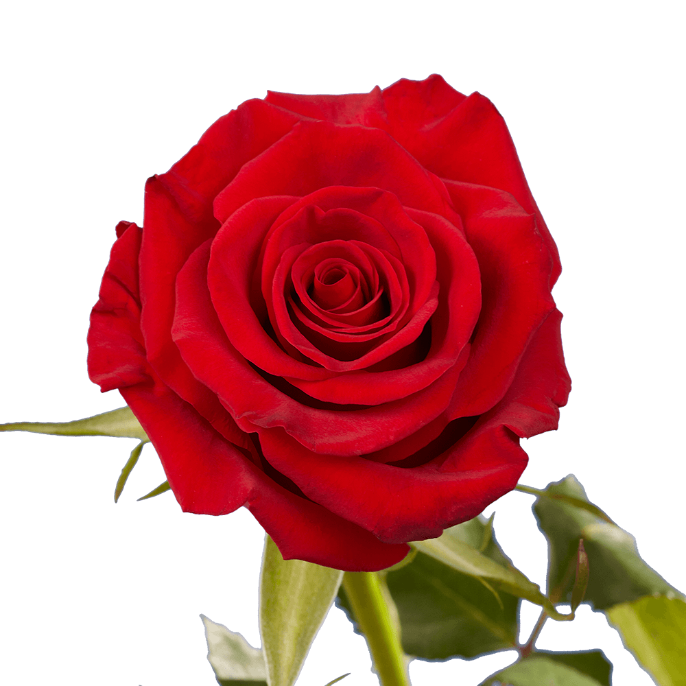 Qty of Red Paris Roses For Delivery to North_Miami_Beach, Florida