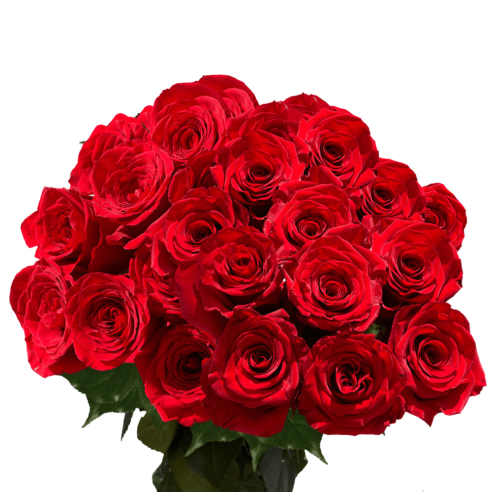 Fresh Red Roses Express Delivery