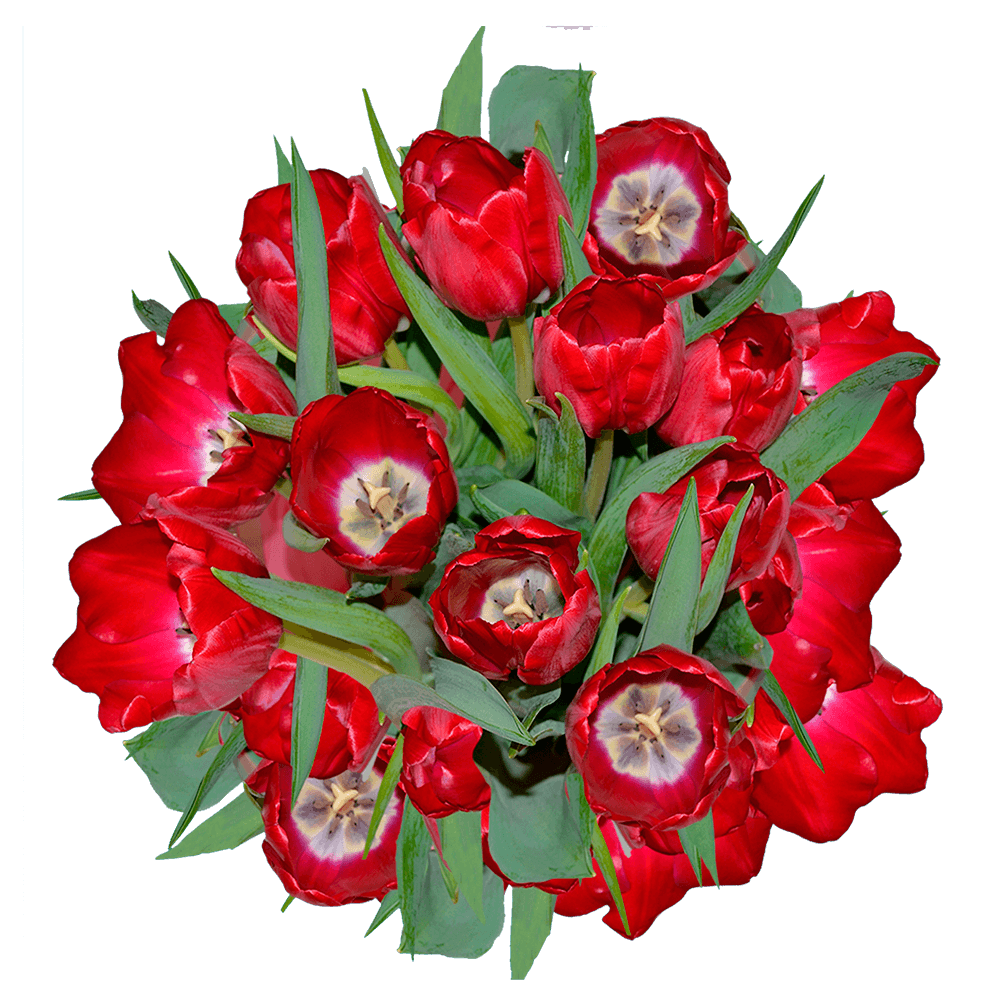 Fresh Red Tulips for Valentine's Day