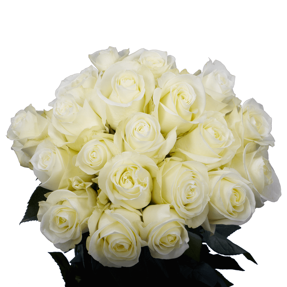 Fresh Roses White Polar Star Flowers For Sale