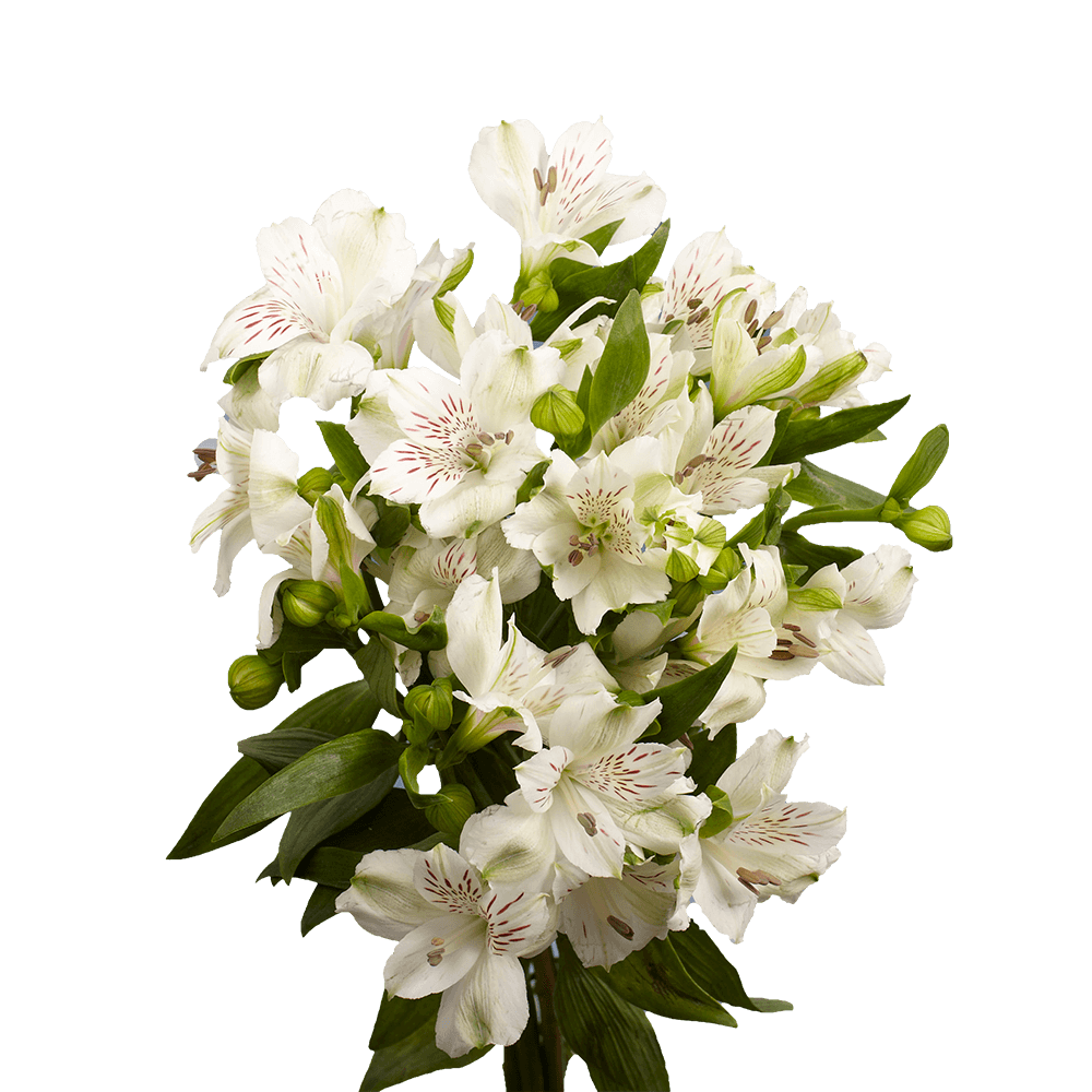 Fresh Select White Alstroemeria Flowers