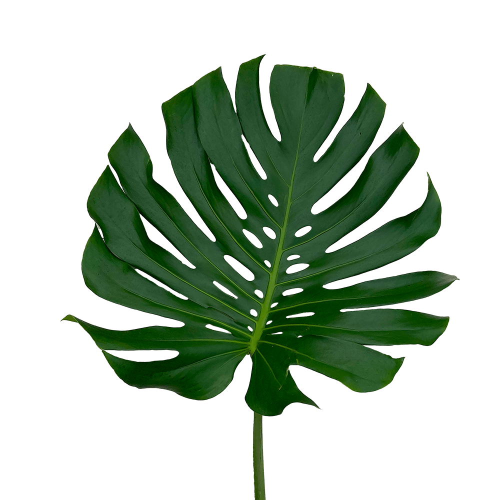 Fresh Small Green Monstera Leaves Tropical Greenery Online Delivery  Bunch of 50 Stems