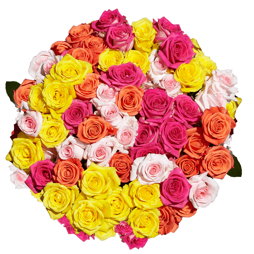 Fresh Solid Assorted Roses Lowest Price