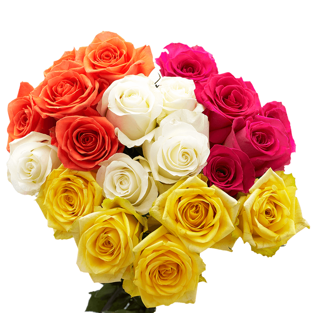 Fresh Solid Assorted Roses Online