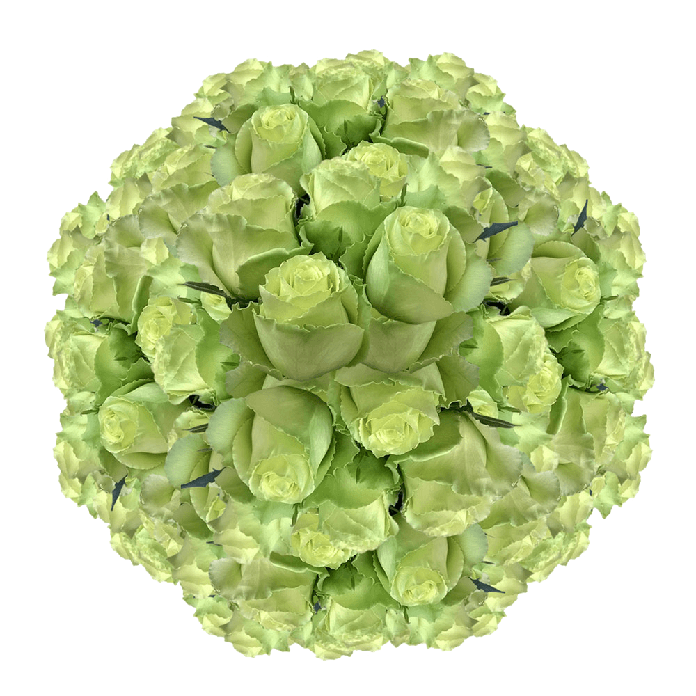 Fresh Solid Green Roses For Sale