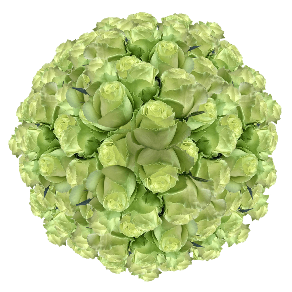 Fresh Solid Green Roses Lowest Price