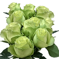 (OC) Roses Sht Green 2 Bunches For Delivery to Haverhill, Massachusetts