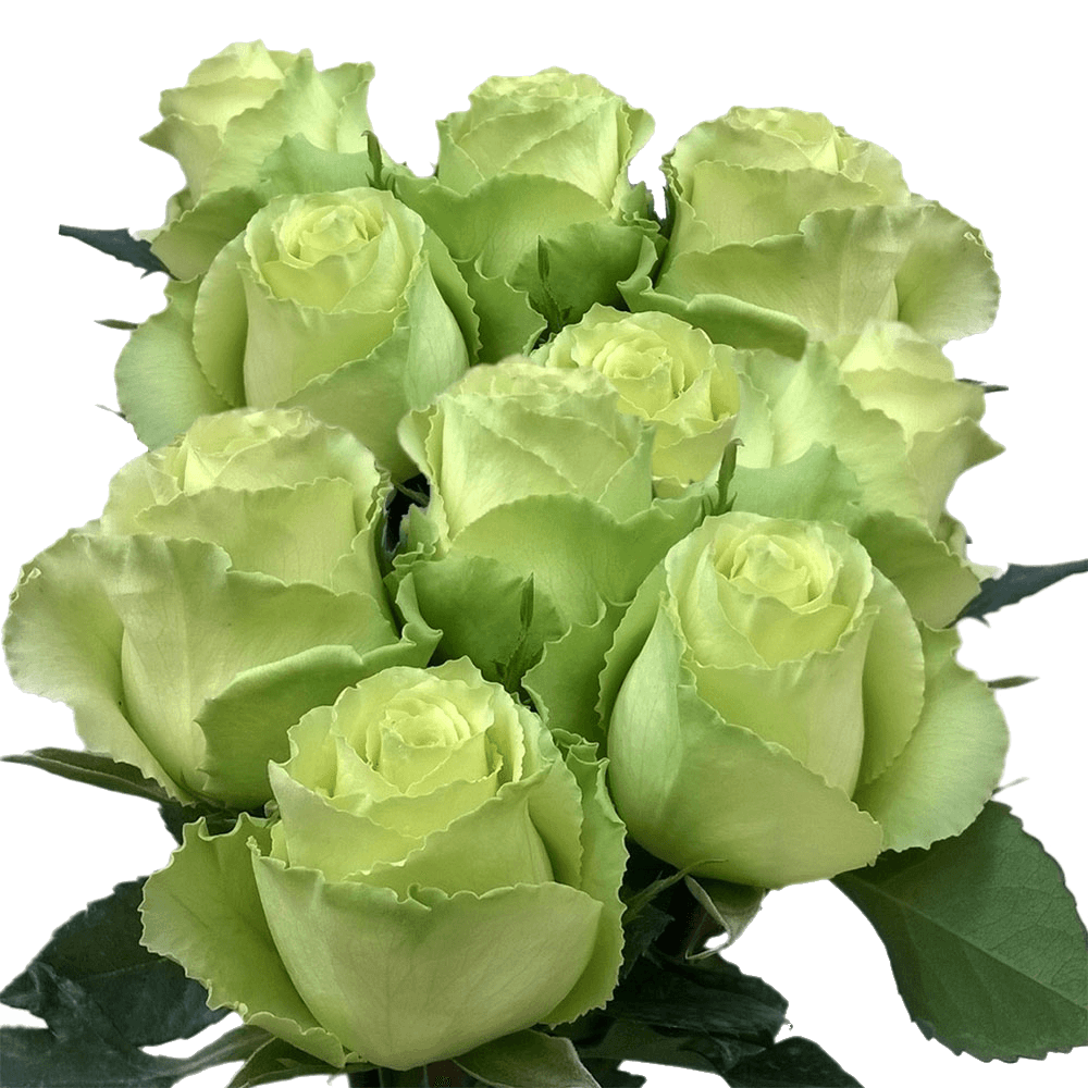 Fresh Solid Green Roses Online