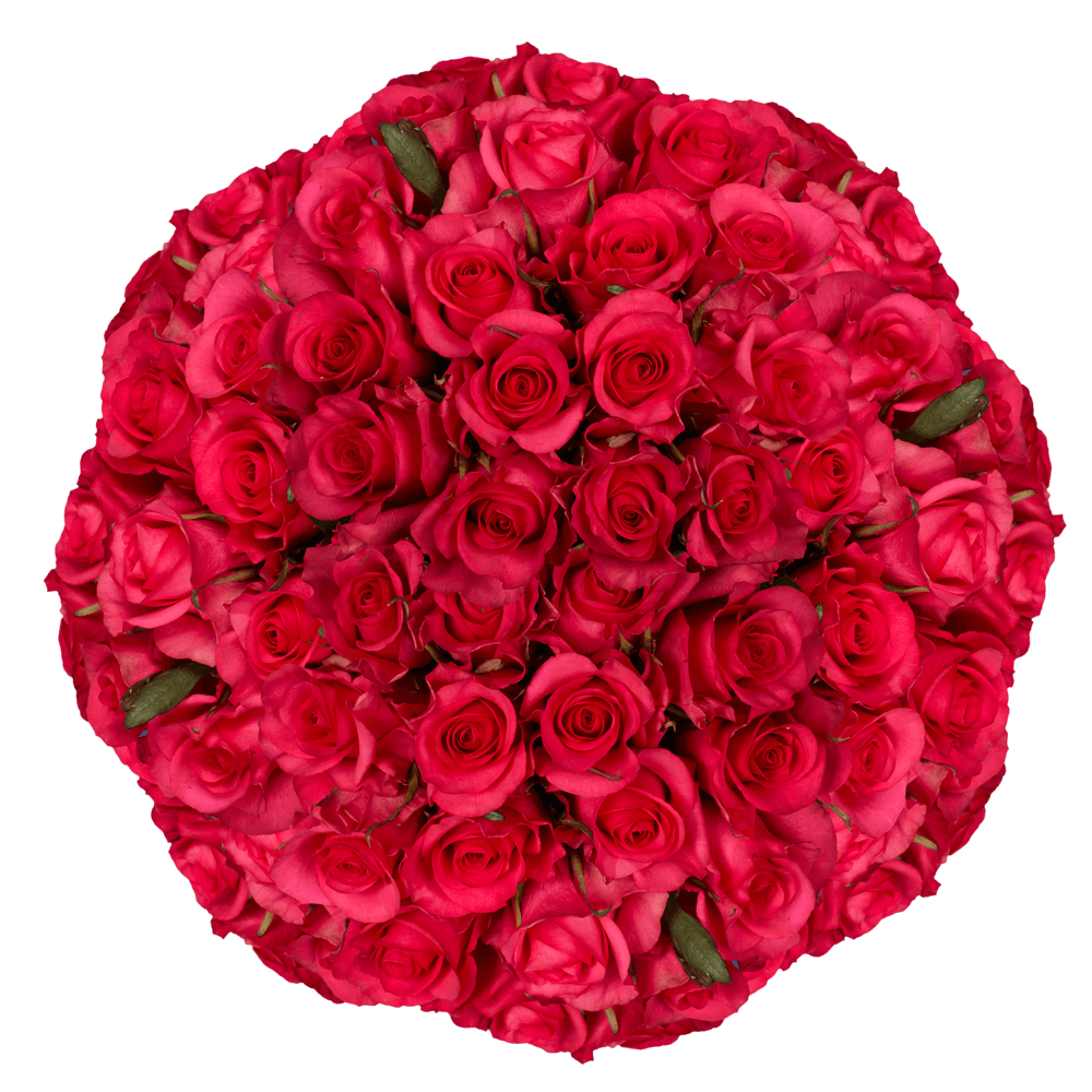 Fresh Solid Hot Pink Roses Lowest Price