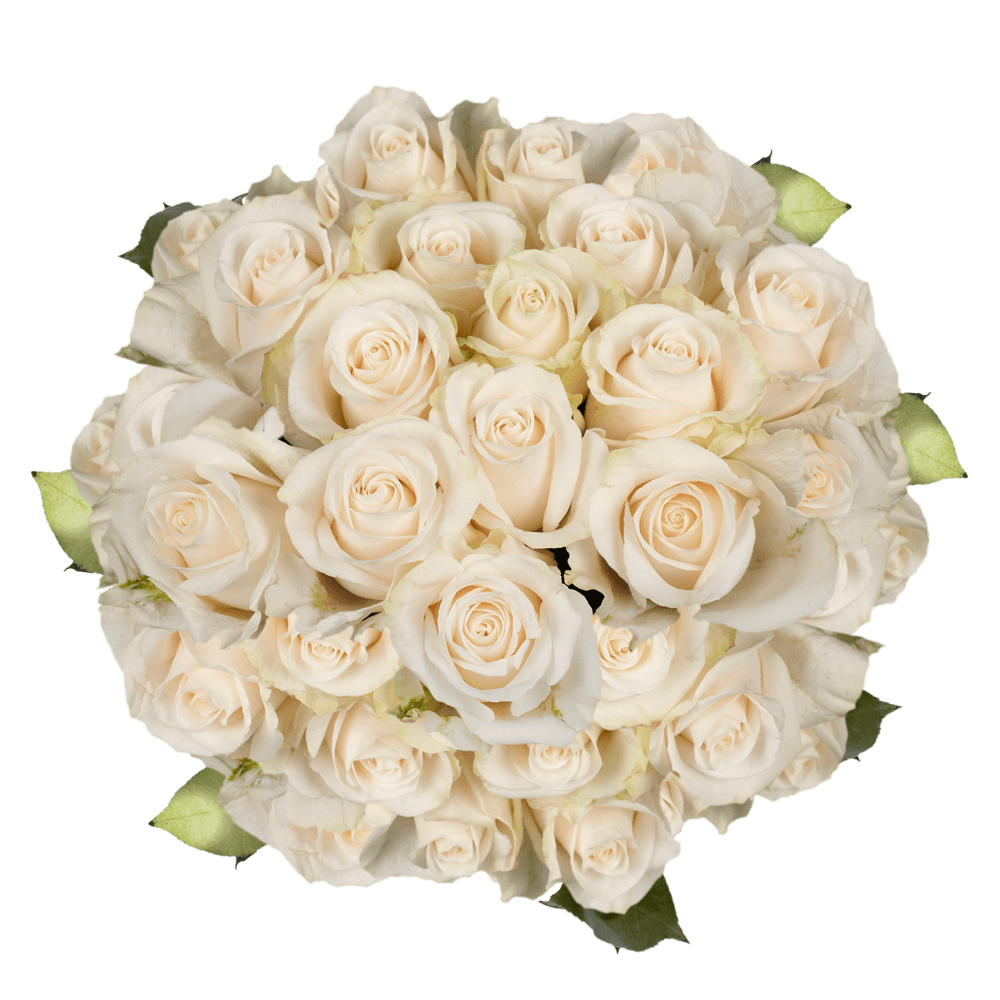 Fresh Solid Ivory Roses For Sale