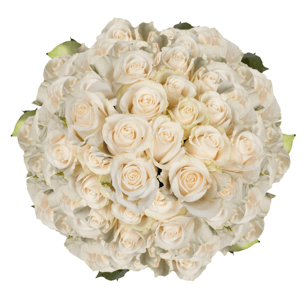 Fresh Solid Ivory Roses Lowest Price