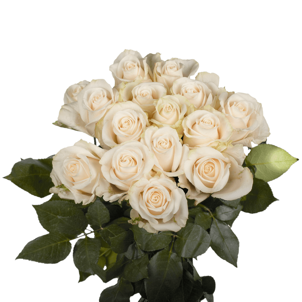 Fresh Solid Ivory Roses Online
