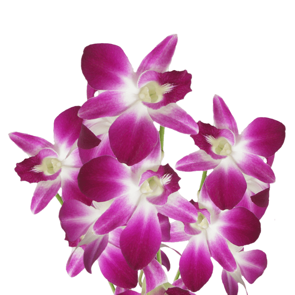 Fresh Sonia Dendrobium Orchids Low Cost Flowers