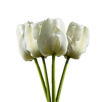 (OC) Mothers Day White Tulip Flowers 6 Bunches For Delivery to Mitchell, South_Dakota