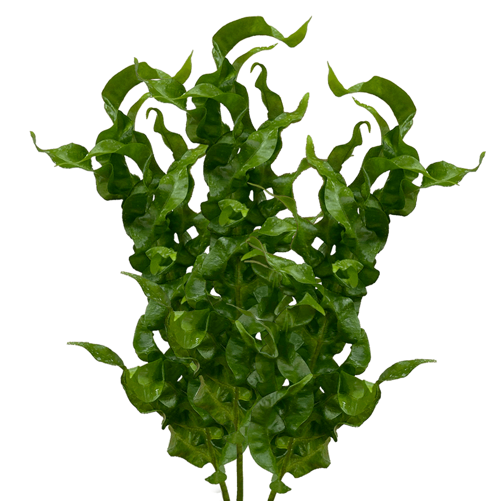 Fresh Twisted Fern Tropical Greenery Online Delivery  Bunch of 130 Stems
