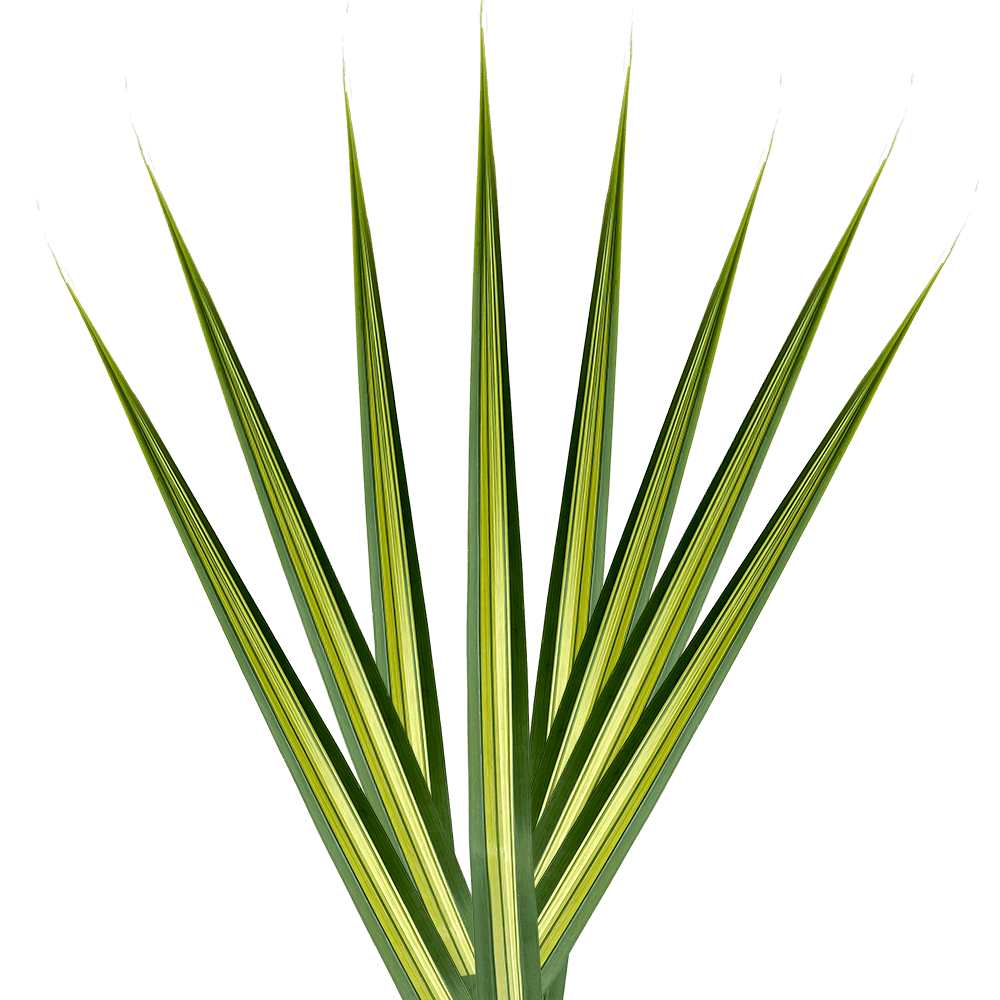 Fresh Variegated Pandanus Tropical Greenery Online Delivery  Bunch of 250 Stems