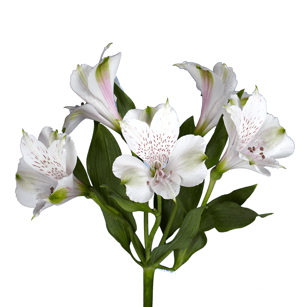 Fresh White Alstroemerias Flowers