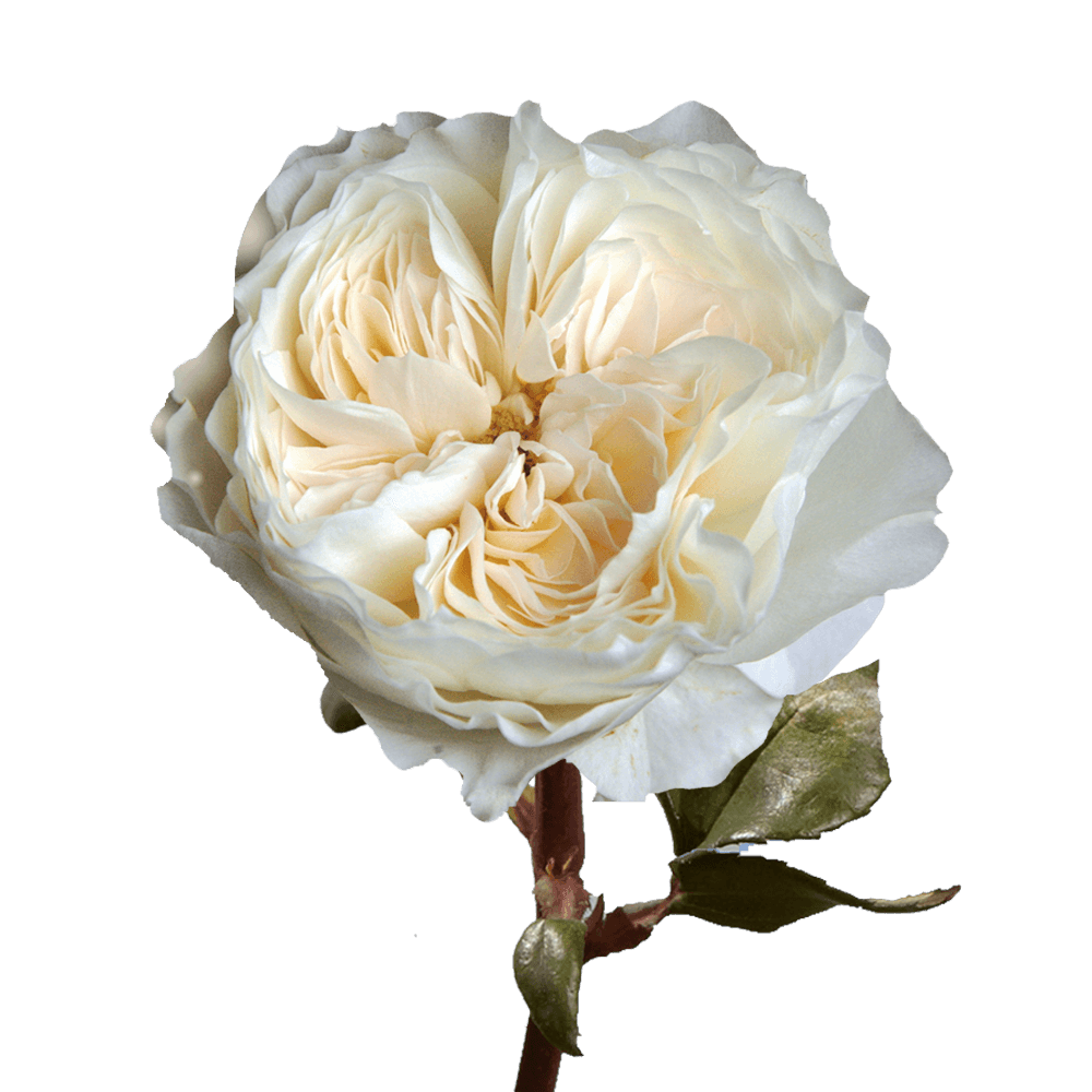 Fresh White and Ivory Garden Roses For Sale