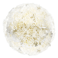 Carn Std White (QB) [Include Flower Food] (OM) For Delivery to Manhasset, New_York
