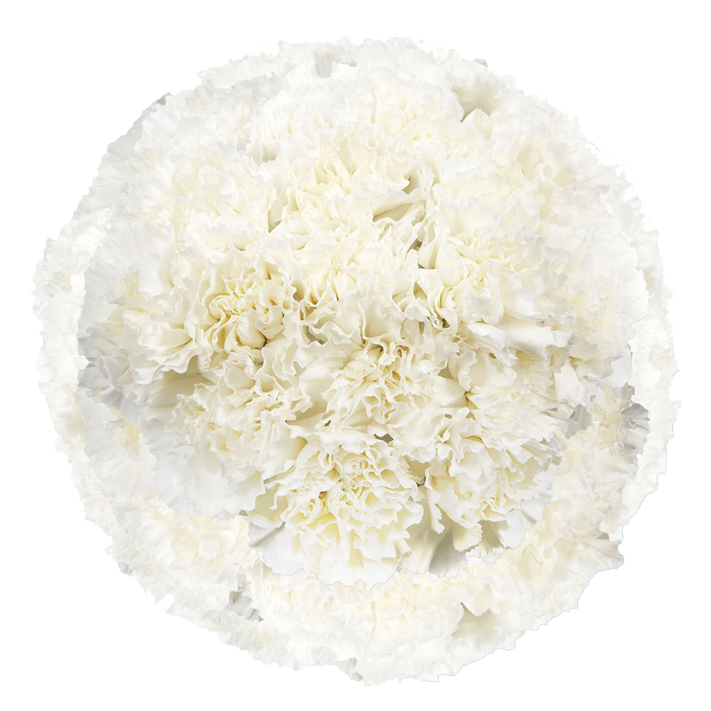 Fresh White Carnations
