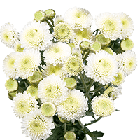 (QB) Pom Button White 8 Bunches For Delivery to Longview, Washington