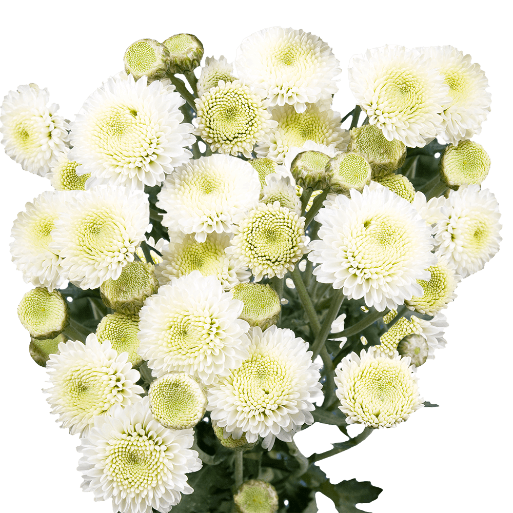 (QB) Pom Button White 8 Bunches For Delivery to Norwalk, Connecticut