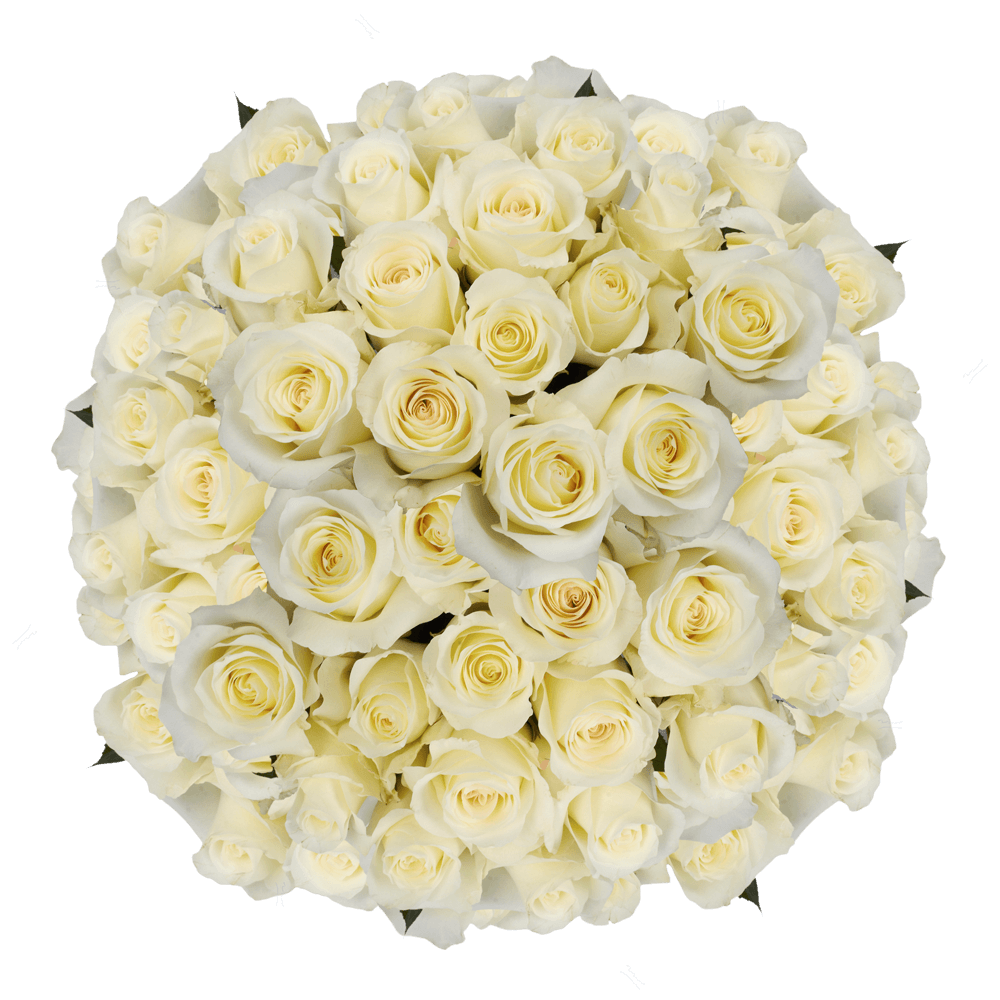 Fresh White Roses Anastacia Roses Wholesale