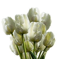 (QB) Mothers Day White Tulip Flowers 10 Bunches For Delivery to Lexington, North_Carolina