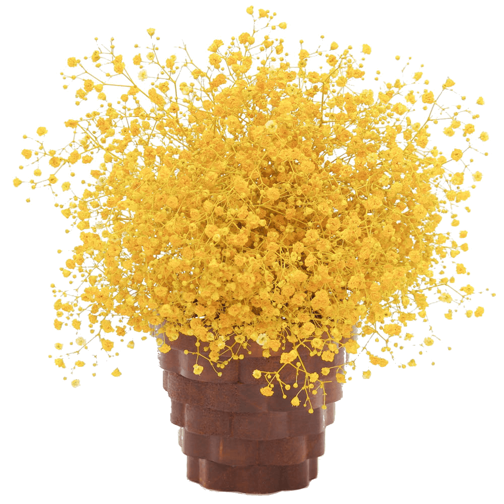 120 Stems of Yellow Baby's Breath Gypsophila