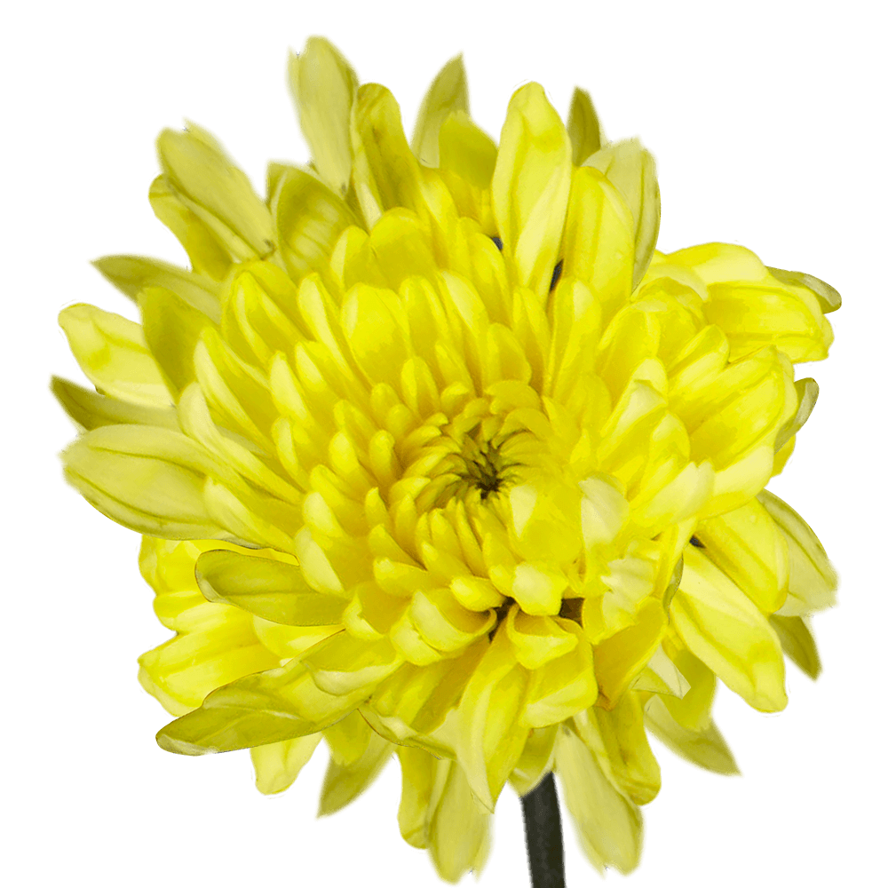 72 Stems of Yellow Cushion Pom Poms 288 Blooms