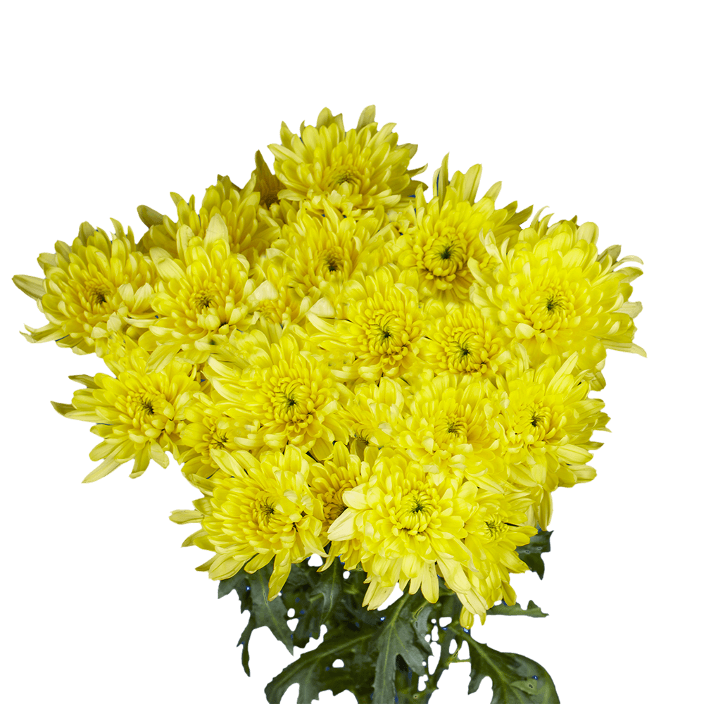 Fresh Yellow Chrysanthemum Cushion Flowers