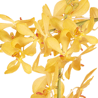 Orchids Yellow Kitty 90 (HB) For Delivery to Smithtown, New_York