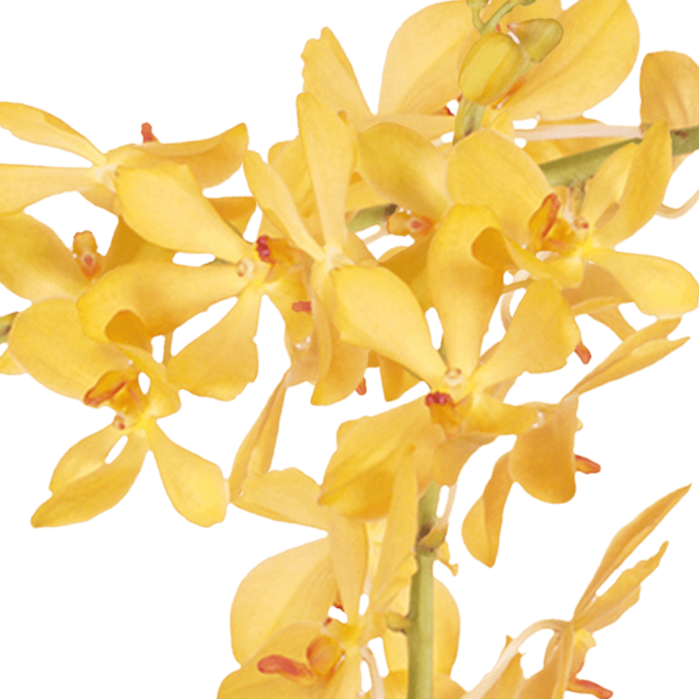 Fresh Yellow Kitty Mokara Orchids Discount Prices
