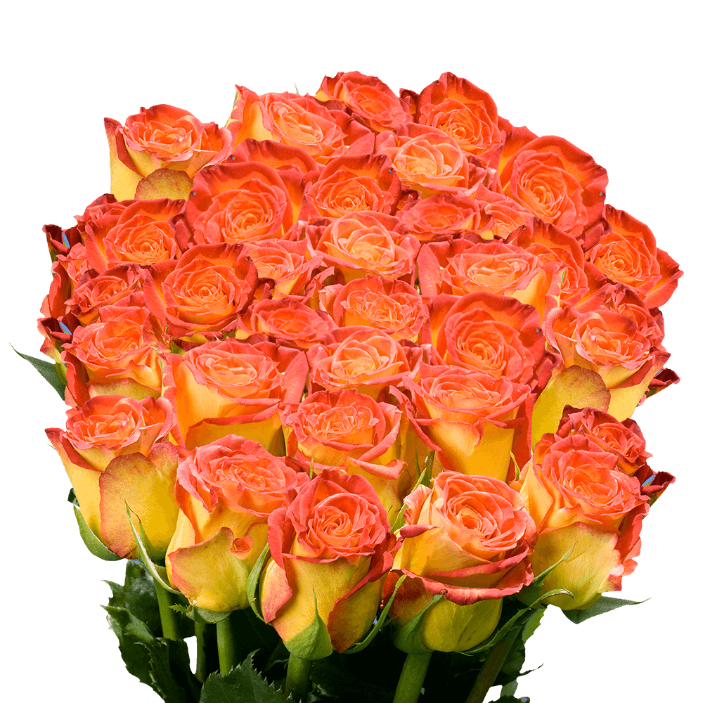 Fresh Yellow Roses with Red-Orange Tips
