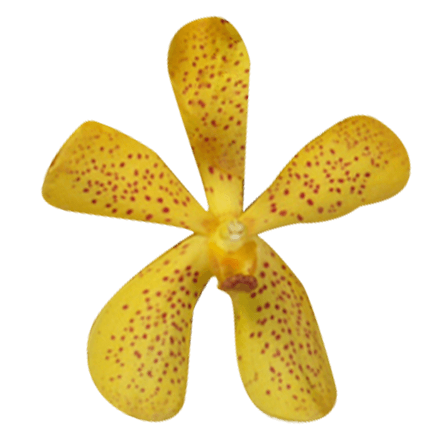 Fresh Yellow Salaya Mokara Orchids Low Cost Flowers