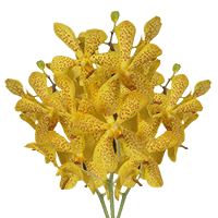 Orchids Yellow Salaya 20 (OC) For Delivery to Fort_Pierce, Florida