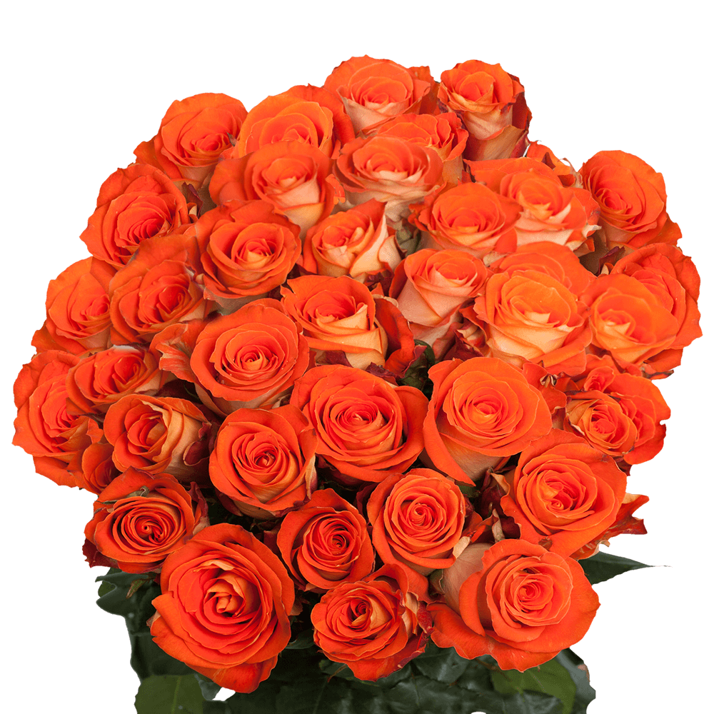 Freshest Bright Orange Garota Roses Special