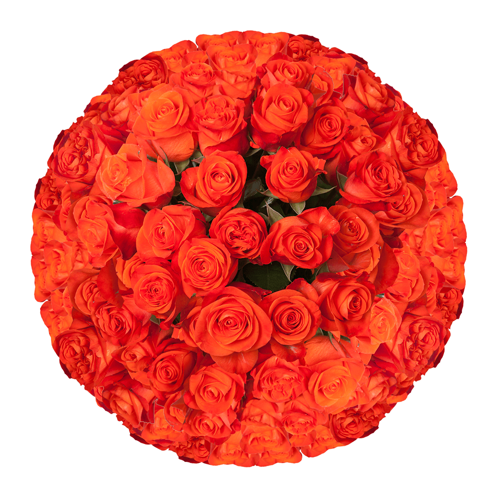 Freshest Bright Orange Rose Flowers Roses