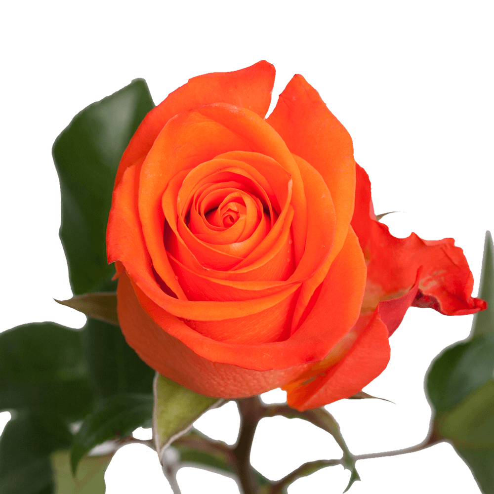 Qty of Super Wow Roses For Delivery to Faqs.Html, Alabama