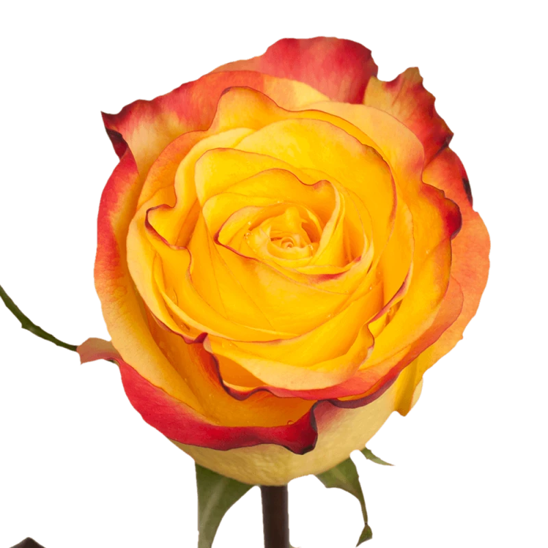 Rose Monthly Subscription Every Month of the Year